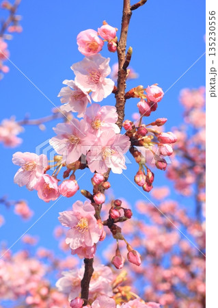 河津桜8578 河津桜8578 135230556