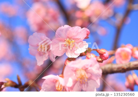 河津桜8583 河津桜8583 135230560