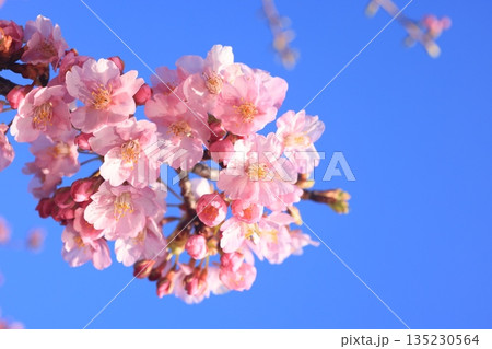 河津桜8593 135230564