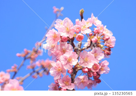 河津桜8596 河津桜8596 135230565