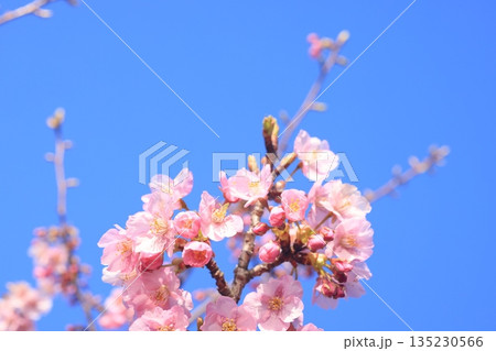 河津桜8598 135230566