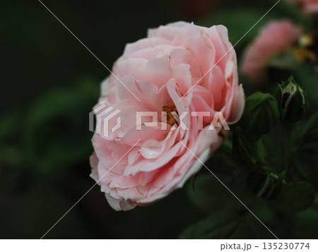 バラ園に咲く桃色薔薇の水滴を撮りました 135230774