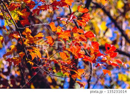 鮮やかな紅葉 135231014