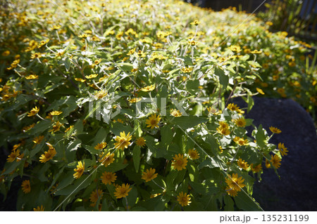 黄色い花 黄色い花 135231199