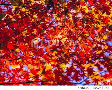鮮やかな紅葉 135231268