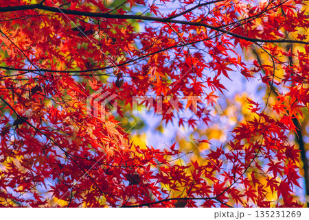 鮮やかな紅葉 135231269