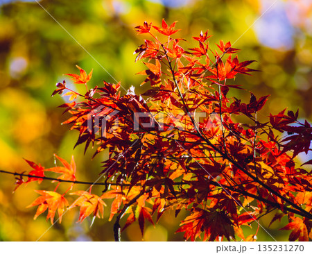 紅葉したモミジ 紅葉したモミジ 135231270