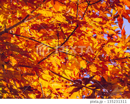 紅葉したモミジ 紅葉したモミジ 135231311