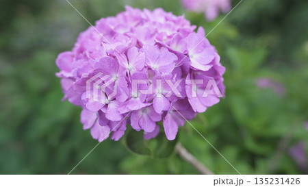 薄紫色の紫陽花 薄紫色の紫陽花 135231426