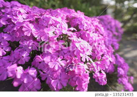 ピンクの芝さくら 135231435