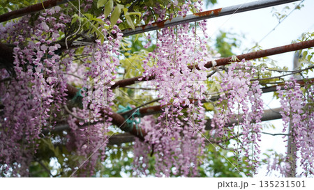 優雅な藤の花 135231501