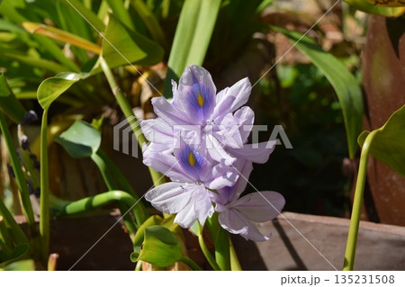 ホテイアオイの花 ホテイアオイの花 135231508