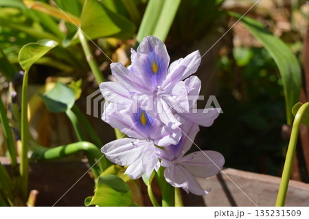 ホテイアオイの花 135231509