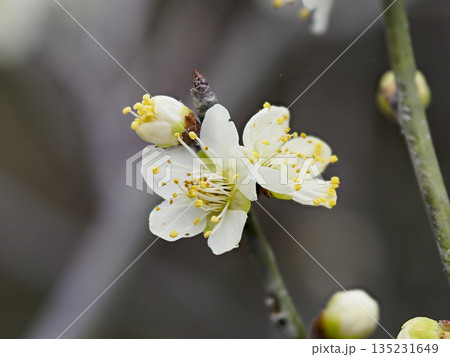 道明寺天満宮に咲く白梅 135231649