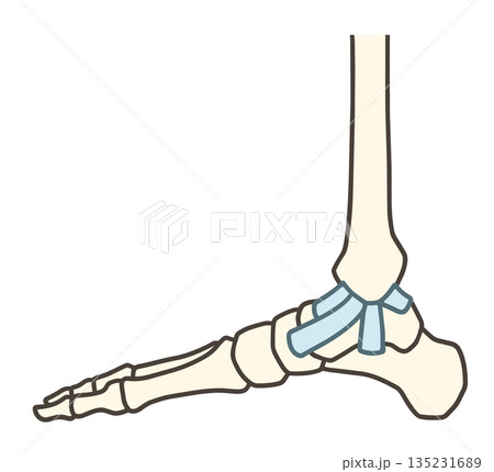 内側から見た足の骨格・足関節と三角靱帯 135231689