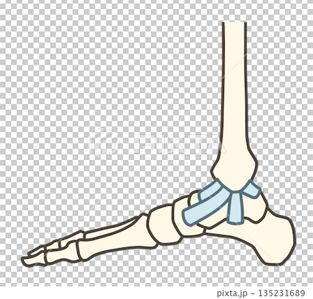 内側から見た足の骨格・足関節と三角靱帯 135231689