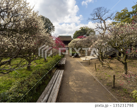 梅の花が咲く道明寺天満宮の梅園 梅の花が咲く道明寺天満宮の梅園 135231798