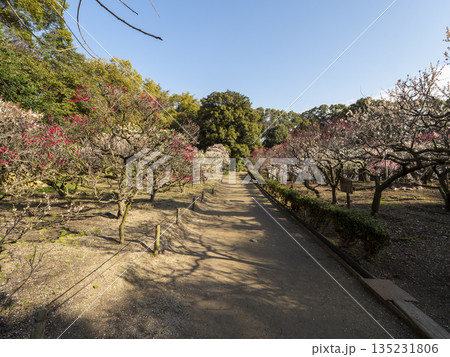 梅の花が咲く道明寺天満宮の梅園 梅の花が咲く道明寺天満宮の梅園 135231806