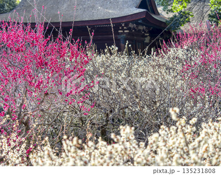梅の花が咲く道明寺天満宮の梅園 梅の花が咲く道明寺天満宮の梅園 135231808