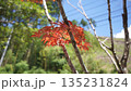 染まった紅葉 135231824