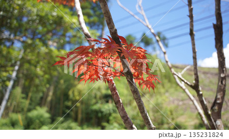 染まった紅葉 135231824