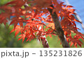 まっかな紅葉 135231826