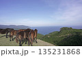 丘の上で海を眺める馬 自然の風景 135231868