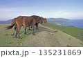 海を見つめる馬の横顔 丘の上のひととき 135231869