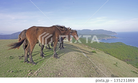 海を見つめる馬の横顔 丘の上のひととき 海を見つめる馬の横顔 丘の上のひととき 135231869