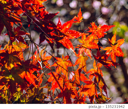 鮮やかな紅葉 鮮やかな紅葉 135231942