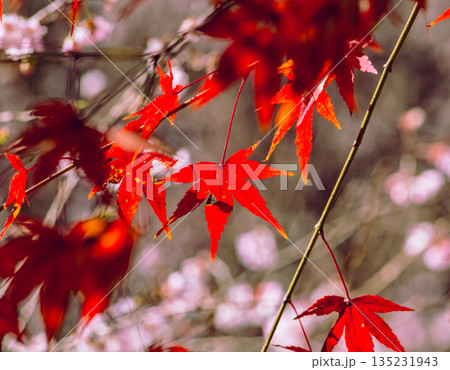 紅葉したモミジ 紅葉したモミジ 135231943