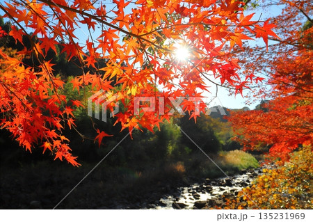 紅葉 樹木 太陽 川 紅葉 樹木 太陽 川 135231969