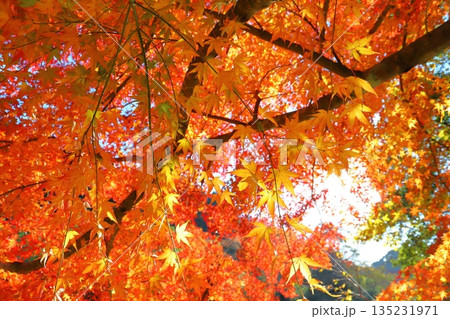 紅葉　樹木　太陽 135231971