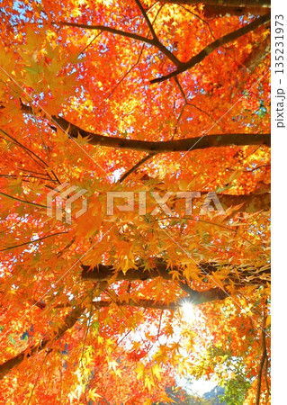 紅葉 樹木 太陽 紅葉 樹木 太陽 135231973