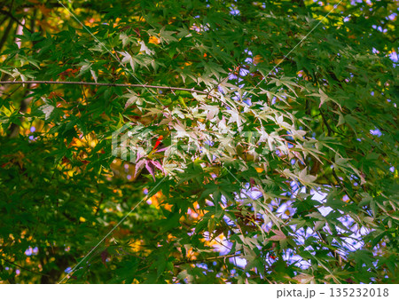 色づき始めたモミジの葉 135232018