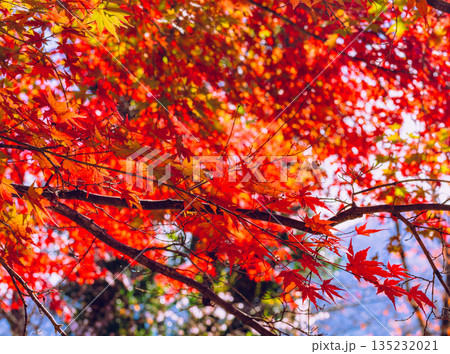 真っ赤な紅葉 真っ赤な紅葉 135232021