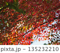 真っ赤な紅葉 135232210