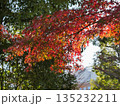 紅葉したモミジ 135232211
