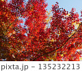 真っ赤に染まったモミジの紅葉 135232213