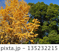 黄色に色づいたイチョウの木 135232215