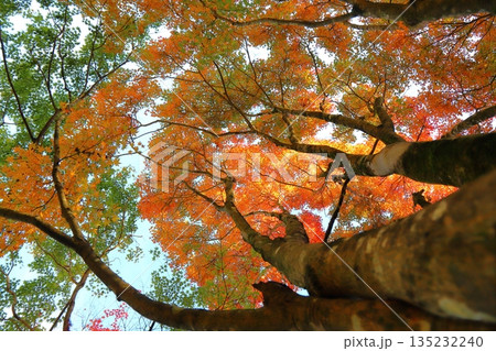 紅葉　樹木　 135232240