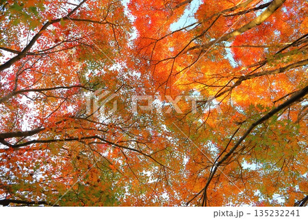 紅葉　樹木　 135232241
