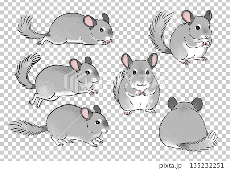 Hand-drawn chinchilla pose illustration set Hand-drawn chinchilla pose illustration set 135232251