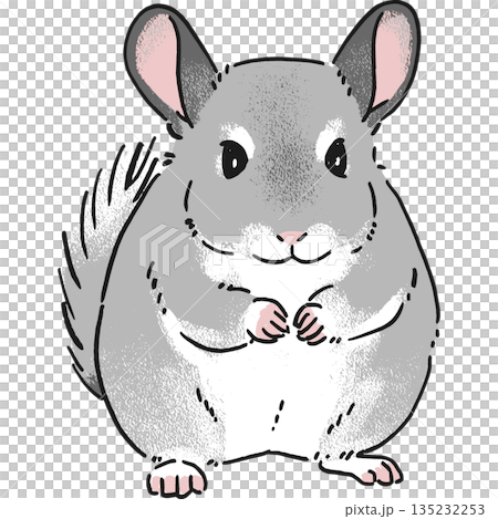 Hand-drawn illustration of a chinchilla sitting facing forward Hand-drawn illustration of a chinchilla sitting facing forward 135232253