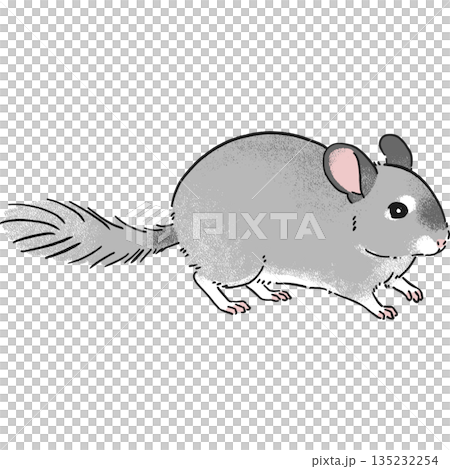 Hand-drawn chinchilla illustration in full length 135232254