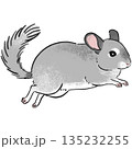 手書き風チンチラのジャンプしているイラスト 135232255