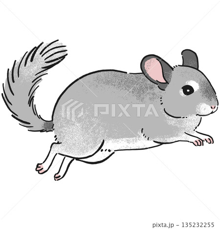 手書き風チンチラのジャンプしているイラスト 135232255