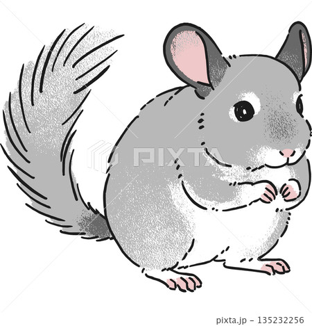 手書き風チンチラの座っているポーズのイラスト 135232256