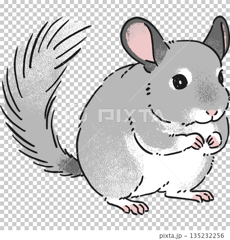 手書き風チンチラの座っているポーズのイラスト 135232256