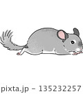 手書き風チンチラの寝転がって休んでいるポーズのイラスト 135232257